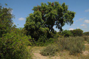 Mediterranean Forest © David Morris www.flickr.com/photos/davidjmorris/