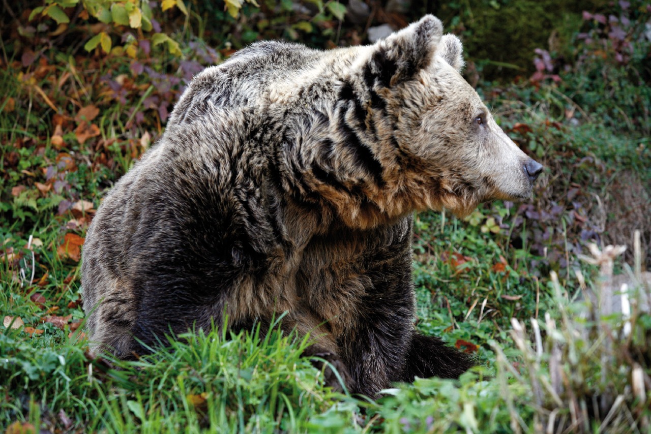 large carnivores, brown bear
