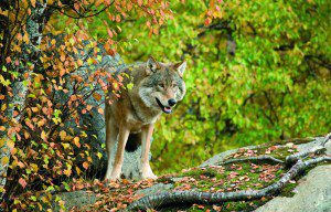 Wolf © Rodopi National Park, Greece