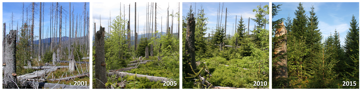 Bayerisch Wald Forest regeneration after spruce bark beetle plague