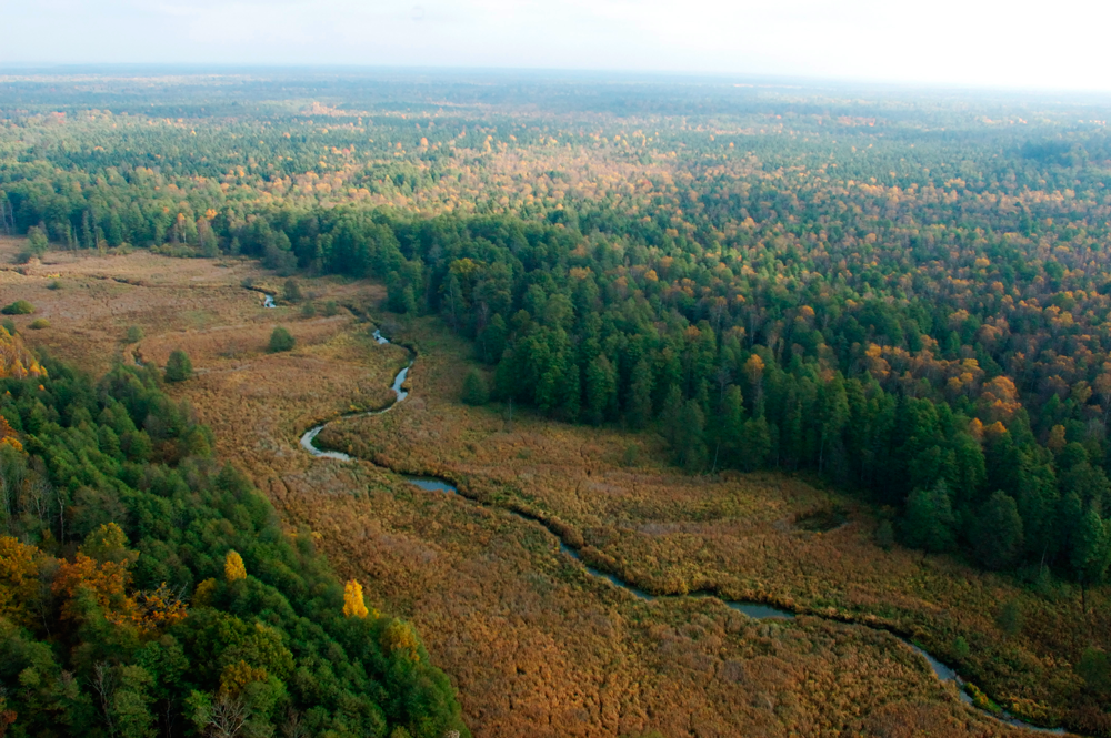Bialowieza-Forest.png