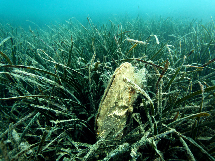 brijuni-national-park-posidonia-beds-and-pinna-nobilis