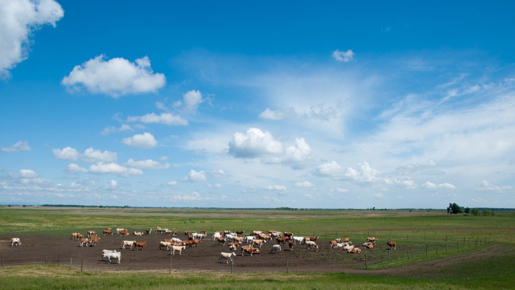 Grassland Management in Protected Areas