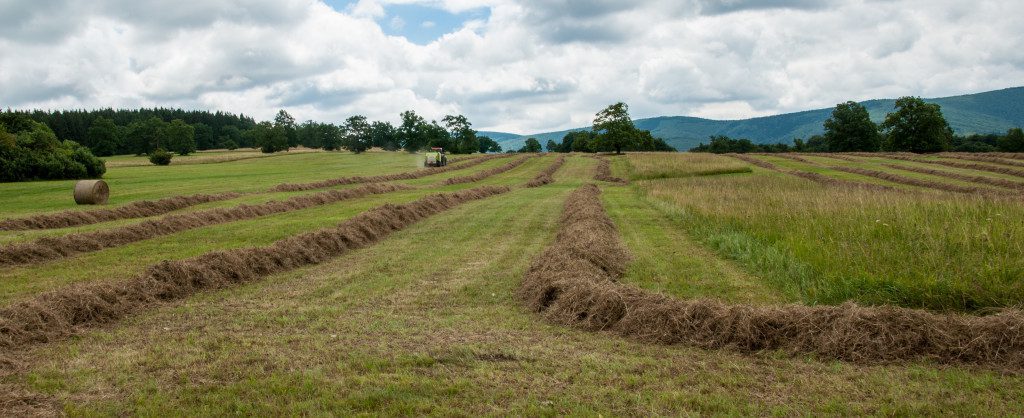 grasslands in protected areas