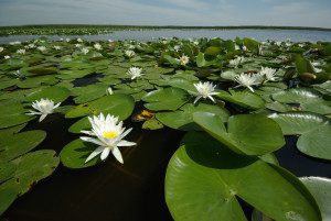 Hortobagy National Park, Hungary © Gábor Kovacs