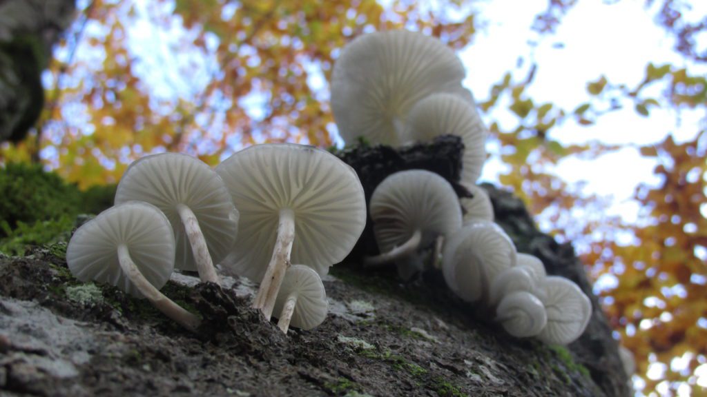 Plitvice Lakes National Park, fungi as a tool for biodiversity