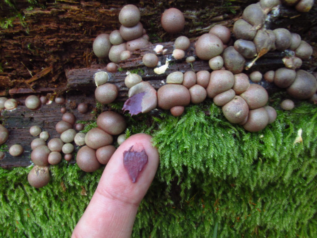 fungi as a tool for biodiversity, Plitvice Lakes National Park