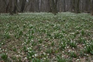 workshop management natura 2000 sites