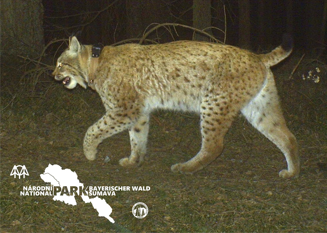 large carnivores, lynx
