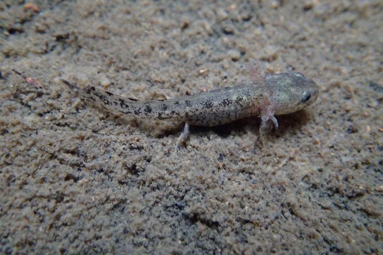 Larva fire salamander