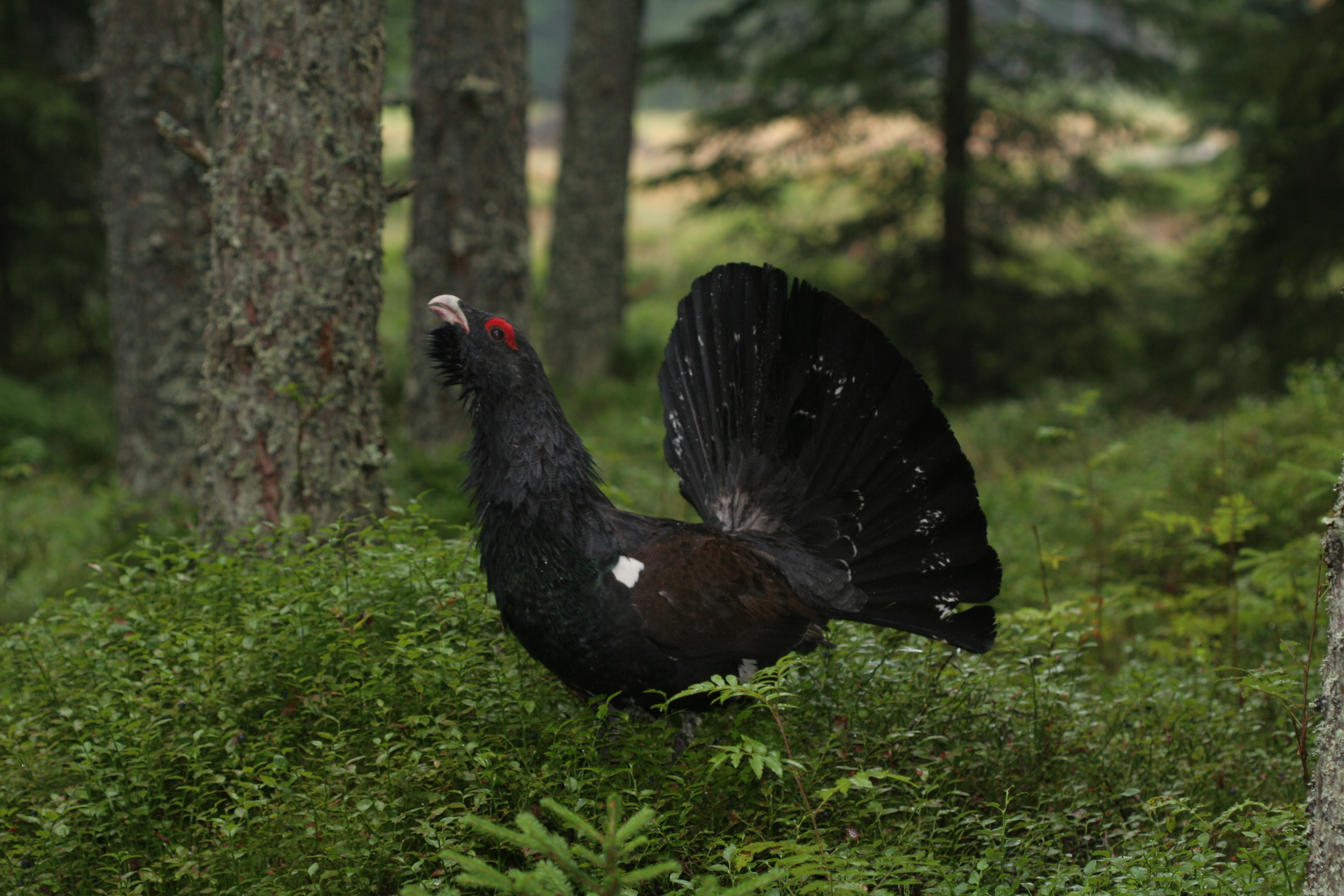 Tetrao urogallus, capercaillie, sumava national park