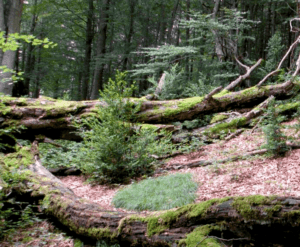 Mature Forest - Photo by Carles Batlles/Lluís Comas