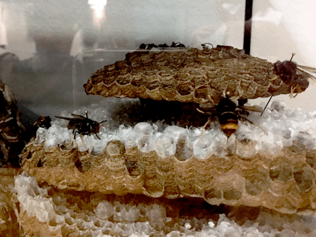 Exhibit of Asiatic hornet nest and individuals