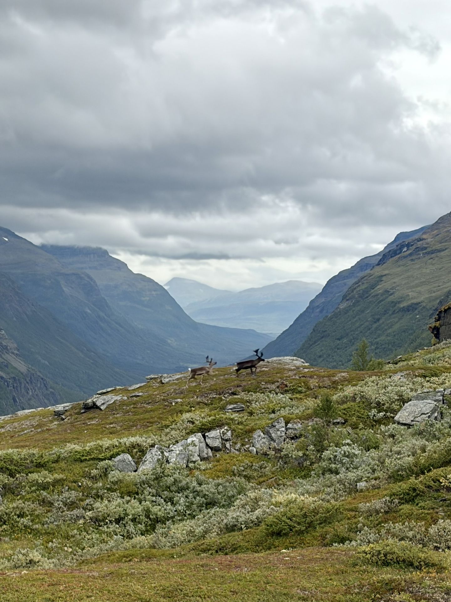 https://www.europarc.org/wp-content/uploads/2026/10/Ida-S-Bjerka-Reindeer-Sordalen.jpeg