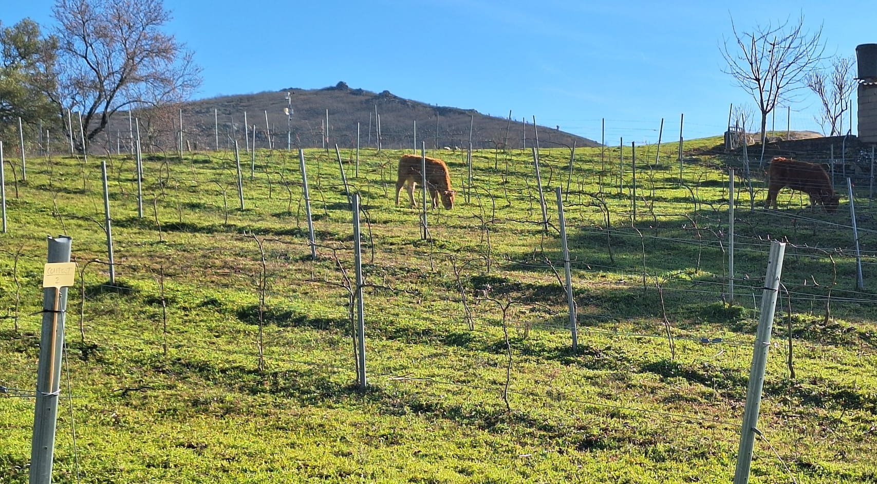 https://www.europarc.org/wp-content/uploads/2026/10/Star-award-2026-honourable-mention_Picture-Credit-Bodega-Vinculo-Serrano.png